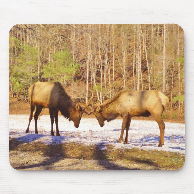 2~ two Bull Elk in the snow Mouse Pad (Front)