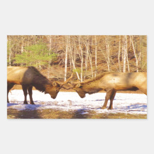 2~ two Bull Elk in the snow Sticker