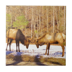 2~ two Bull Elk in the snow Tile