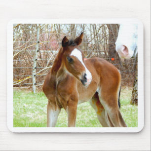 2CUTE HORSE FOAL BABY PONY MOUSE PAD