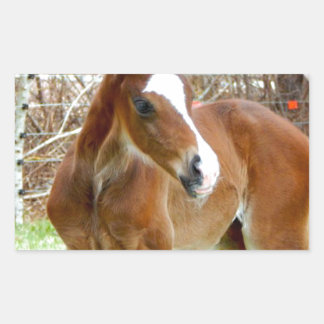 2CUTE HORSE FOAL BABY PONY STICKER