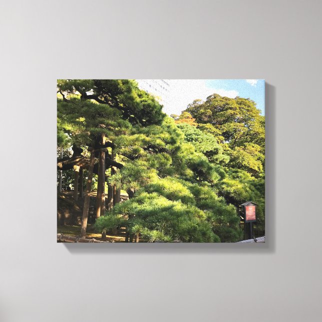 300 Year Old Pine Trees Canvas Print (Front)