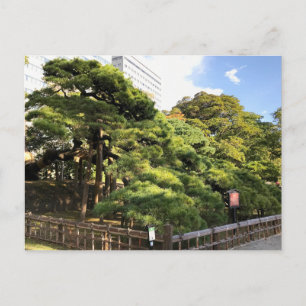 300 Year Old Pine Trees Postcard