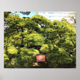 300 Year Old Pine Trees Poster