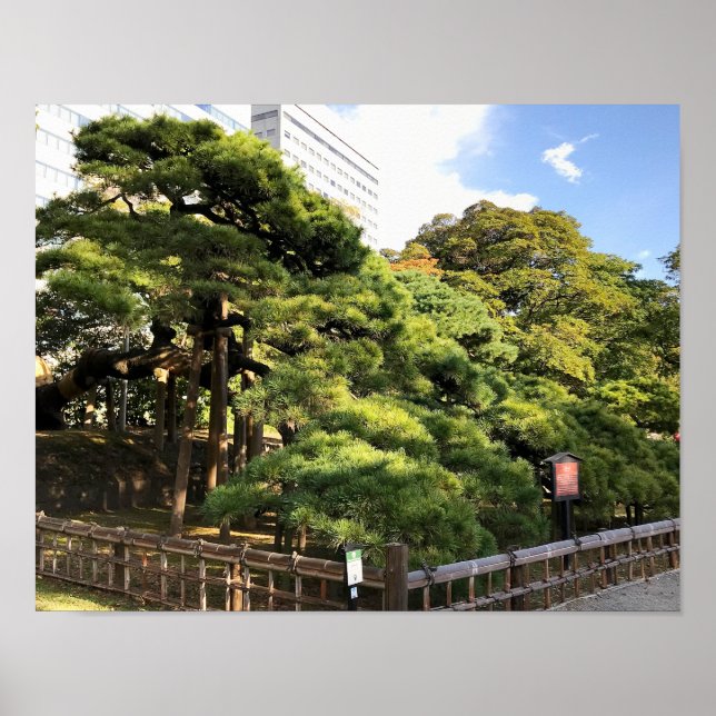 300 Year Old Pine Trees Poster (Front)