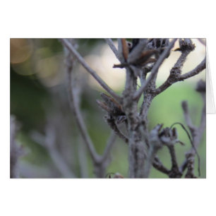 30 avril bâtons d'été