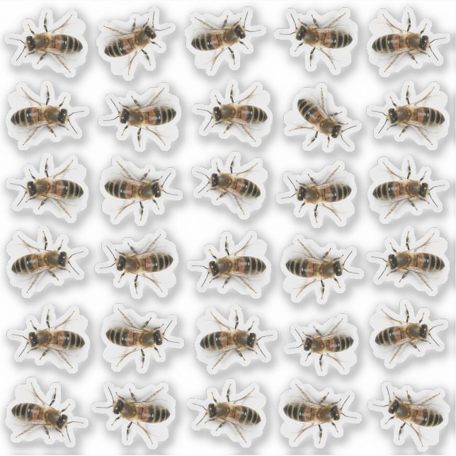 30 Life-sized Honeybee Honey Jar Lid Stickers (Front)