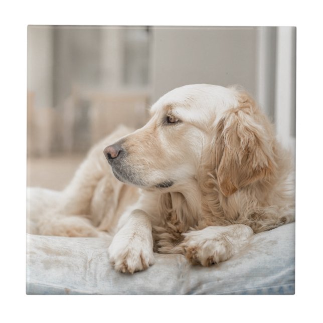 34137641_xxl tile (Front)