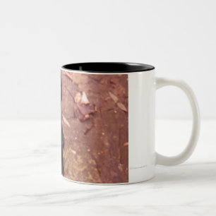 34 Week Old Black Lab Two-Tone Coffee Mug
