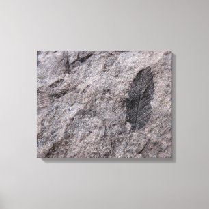 350 Million Yr. Old Plant Fossil Photo Print