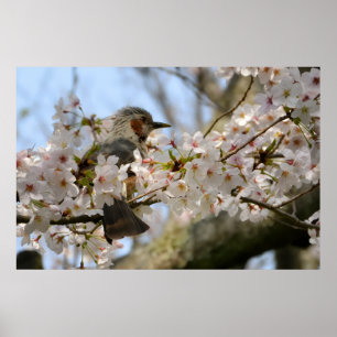 36×24 Cherry Blossom Birdie Jeju-do Photo Print