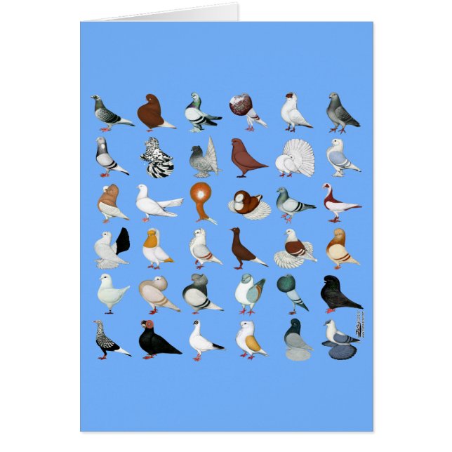36 Pigeon Breeds (Front)