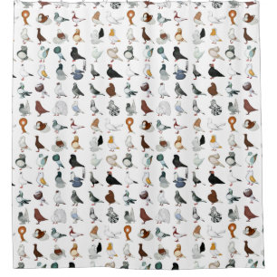 36 Pigeon Breeds
