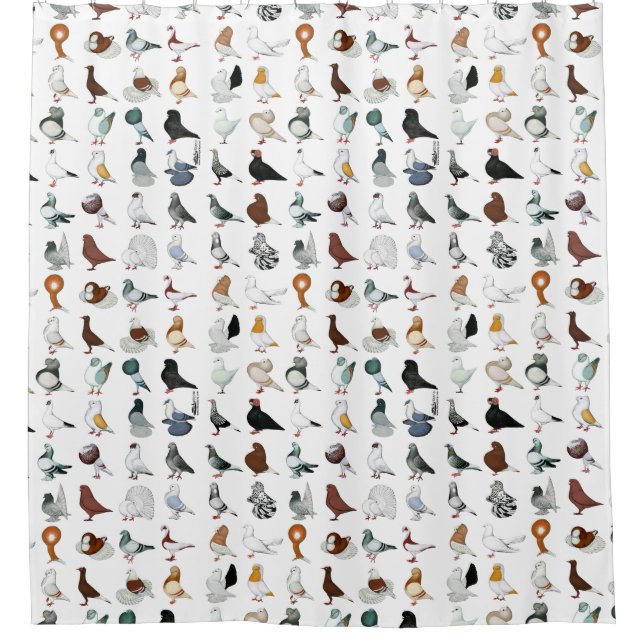 36 Pigeon Breeds (Front)