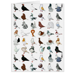 36 Pigeon Breeds