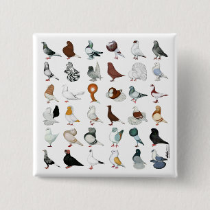 36 Pigeon Breeds 2 Inch Square Button
