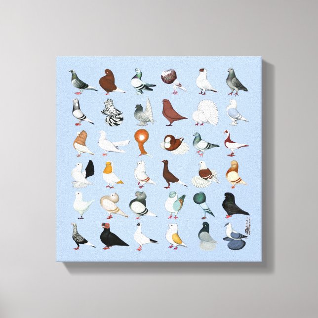 36 Pigeon Breeds Canvas Print (Front)
