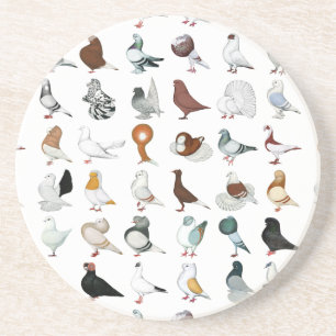 36 Pigeon Breeds Coaster