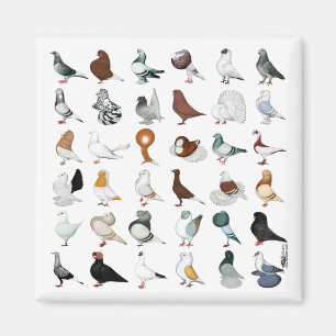 36 Pigeon Breeds Magnet