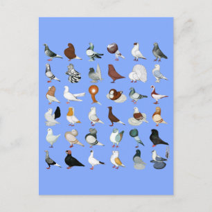 36 Pigeon Breeds Postcard