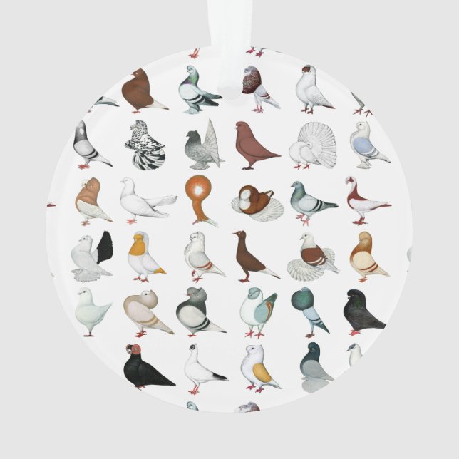 36 races de pigeon (dos)