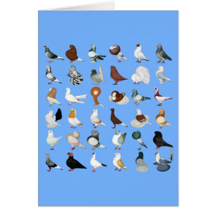 36 races de pigeons