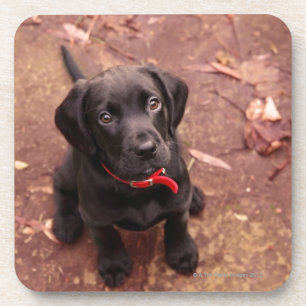 36 Week Old Black Lab Coaster