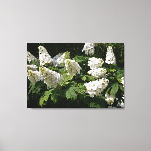 36"x24" Oakleaf Hydrangea Canvas Print