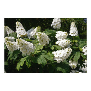 36"x24" Oakleaf Hydrangea Photo Print
