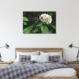 36"x24" Panicle Hydrangea Canvas Print
