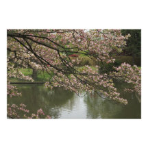 36"x24" Pink Dogwood