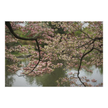 36"x24" Pink Dogwood