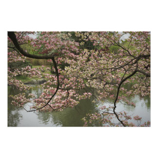 36"x24" Pink Dogwood Photo Print