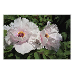 36"x24" Tree Peonies Photo Print