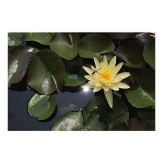 36"x24" Water Lily Photo Print