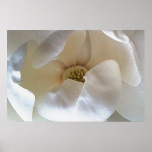 36" x 24" affiche de magnolia, évaluent l'affiche