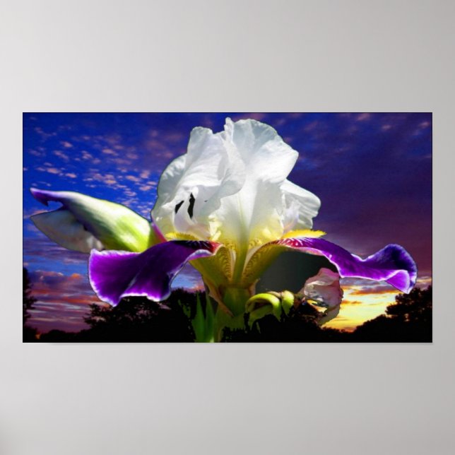 36" x 24", Value Poster Paper (Matte) (Front)