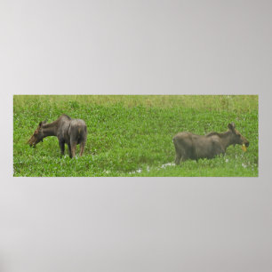 36x12 Poster Paper (Matte) d'orignal