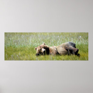 36x12  Poster Paper (Matte) of grizzly bear