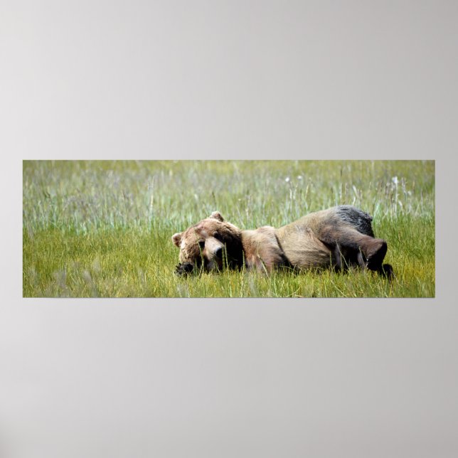 36x12  Poster Paper (Matte) of grizzly bear (Front)