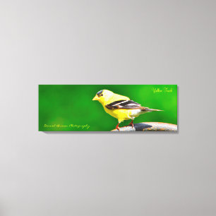 36x12x1.5 Toile Emballée Photo Finch Jaune