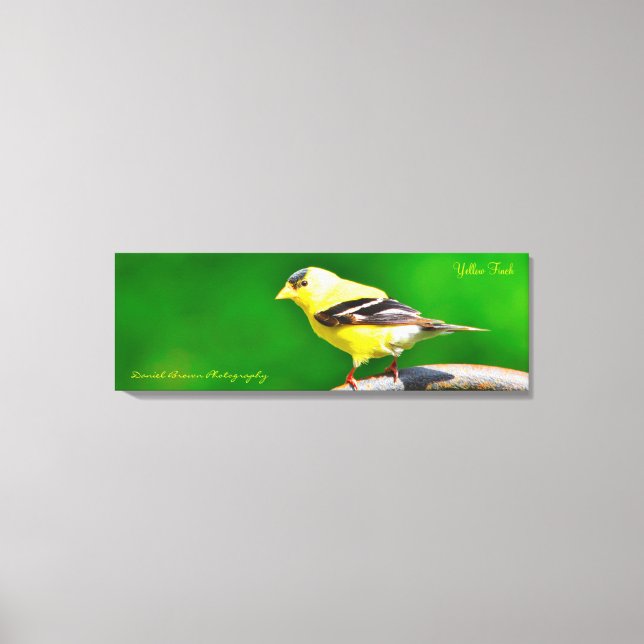 36x12x1.5 Toile Emballée Photo Finch Jaune (Recto)