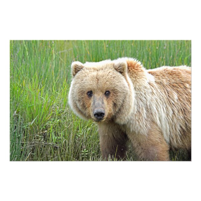 36x24 Satin photo de grizzli (Devant)