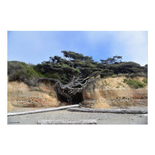 36X24 Tree of Life - Kalaloch, WA Photo Print