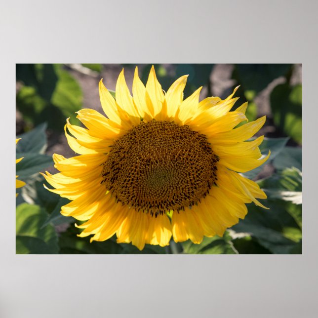 36x24 Wall Poster (Front)