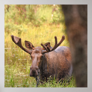 36x36 Poster Paper (Matte) of moose