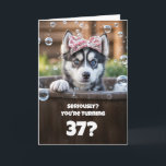 37th Fun Happy Birthday Husky in a Tub Funny Card<br><div class="desc">A 37th birthday calls for something special,  and this charming pup-in-a-tub card fits the bill perfectly! Featuring a delightful Husky enjoying a bubbly soak,  it’s a playful and heartwarming surprise brimming with fun.</div>