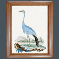 3 0f 6, Set of 6 18th Century Audubon Paintings