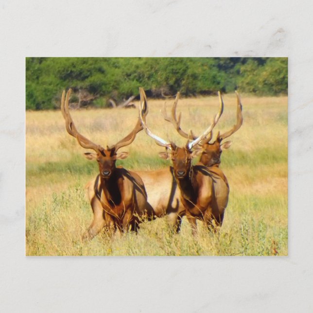 3 Bulls (Elk) Postcard (Front)
