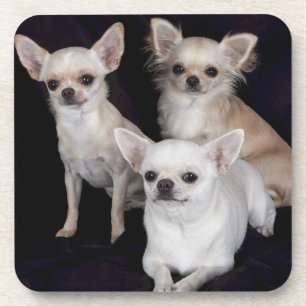 3 chihuahuas coaster